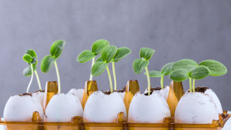 яйца разсад