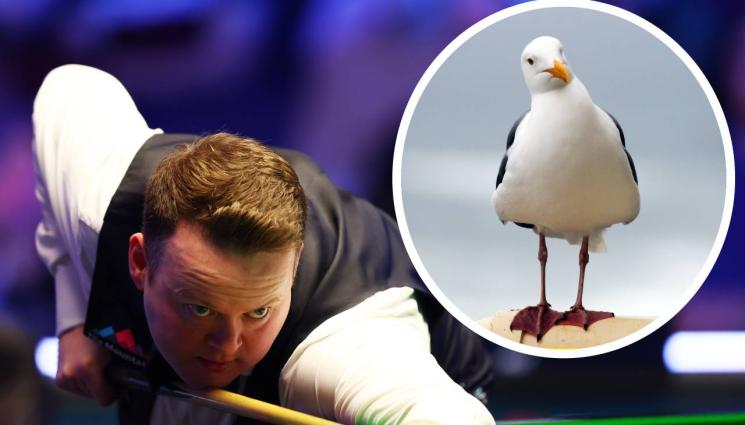 снукър - Чайки откраднаха шоколад от Магьосника