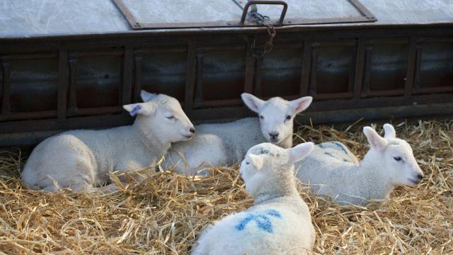 Агне с шест крака се роди във ферма в германската провинция Саксония