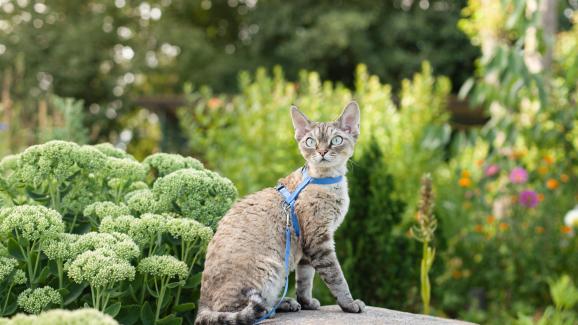 8 очарователни факта за котките Девън Рекс, които ще ви изненадат