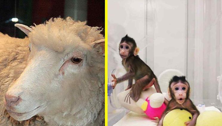 Овца Доли - Овцата Доли не даде очаквания отговор