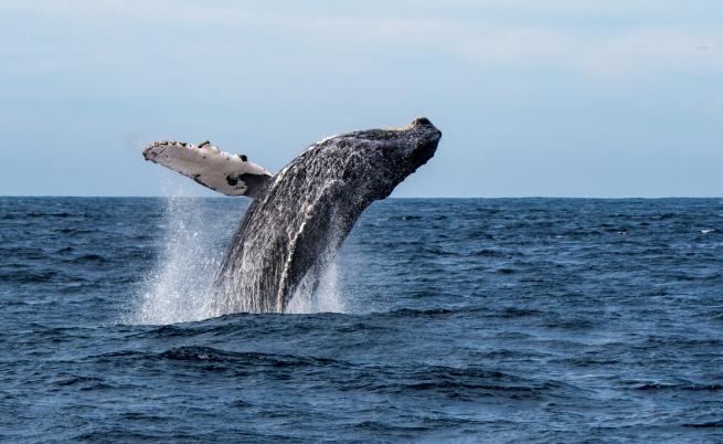 Как ухажват мъжките гърбати китове