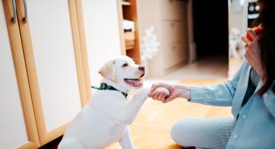 малко кученце