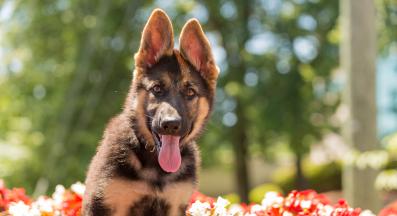 малко кученце