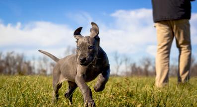 малко кученце