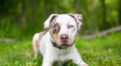 малко кученце