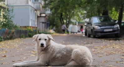 бездомно куче