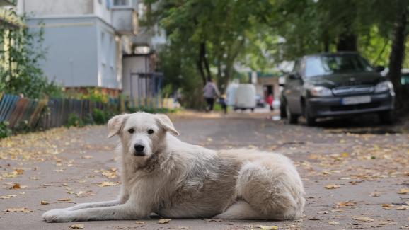 бездомно куче