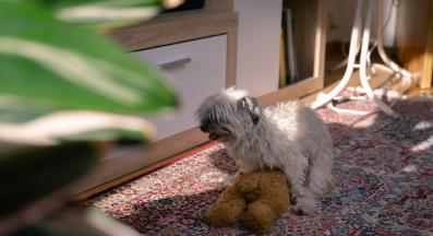 куче играчка