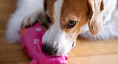 куче играчка