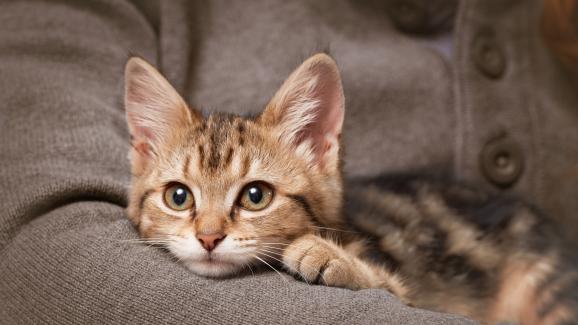 10 въпроса, които собствениците задават за новите котенца