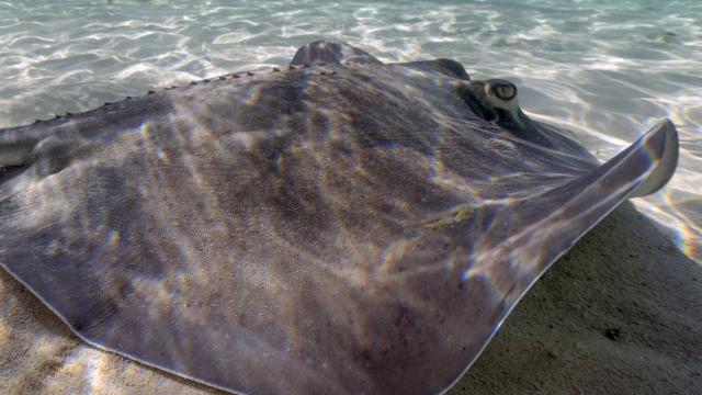 Рибар улови 250-килограмов скат след два часа борба (ВИДЕО)