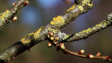 овошка пъпка