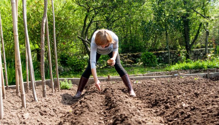 засяване - Агро Телеграф: Сеем граха сега