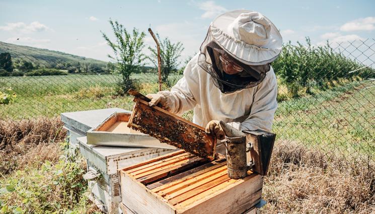 пчели - Пчелари обсъждат спешни мерки за бранша