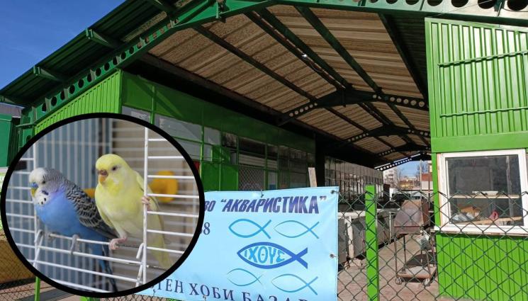 пазар - Пазарът „Хан Кубрат“ в София - новият дом за търговците на кафезни птици