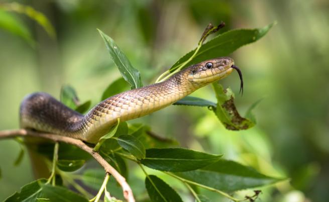Австралийски учени с ново откритие за змиите