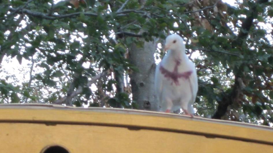  Гълъбът с лилав кръст, който видяла певицата на Кръстова гора.