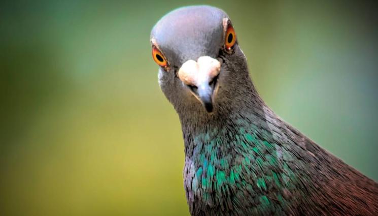 гълъб - ДИВАЩИНА: Жена уби гълъб, буден гражданин я издаде