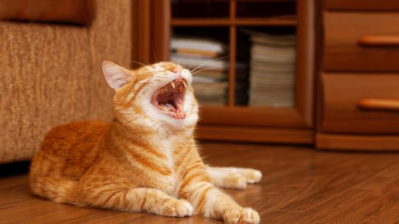 5 често срещани проблема с поведението на котенцата