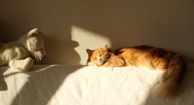 котка у дома