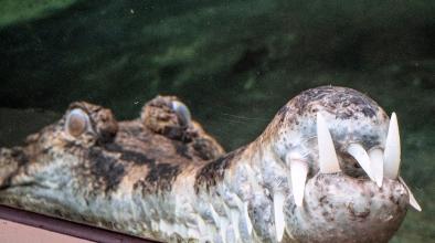 Измръзнал алигатор беше заловен в Ню Йорк