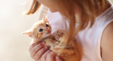 пристигане на ново коте у дома