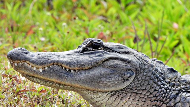 Болният алигатор от езеро в Ню Йорк е глътнал тапа за вана
