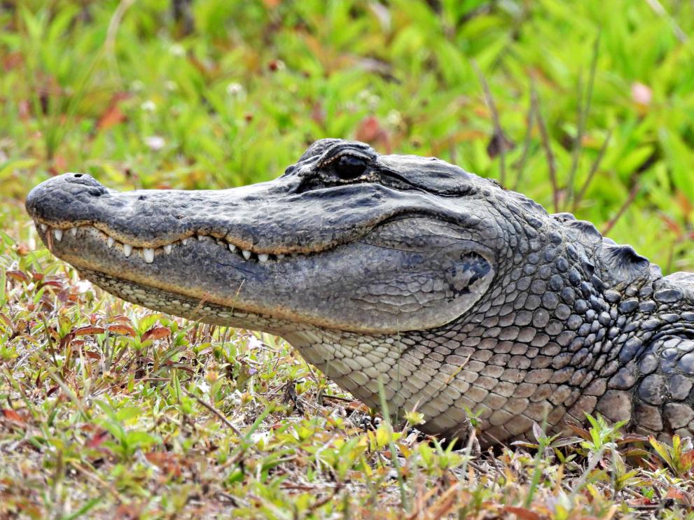 Много летаргичен“ алигатор е бил заловен в парк в Ню