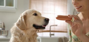 10 работещи начина да ограничите просенето на храна при кучето си