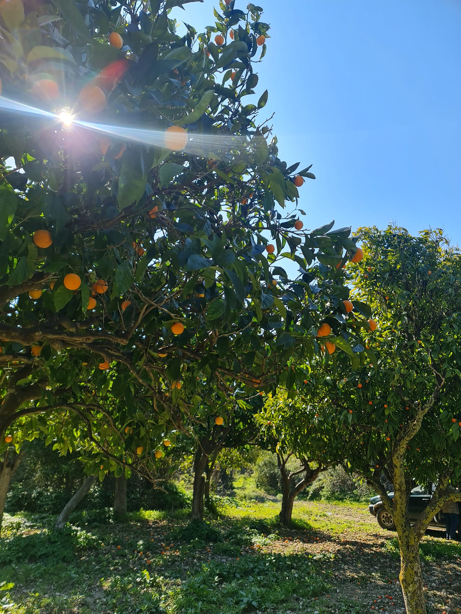 Петра портокали