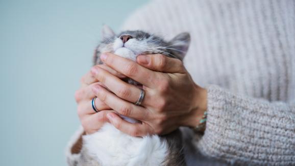 5 начина да бъдете по-добър собственик на котка