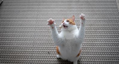 Котка играе у дома