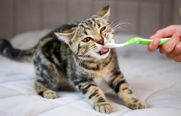 Котка и четка за зъби