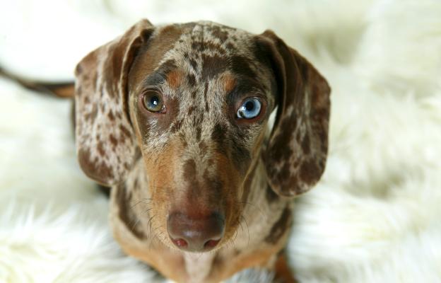 куче сини очи