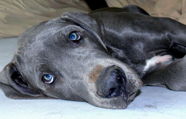 куче сини очи
