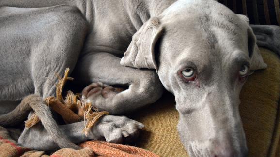8 породи кучета със сини очи (СНИМКИ)