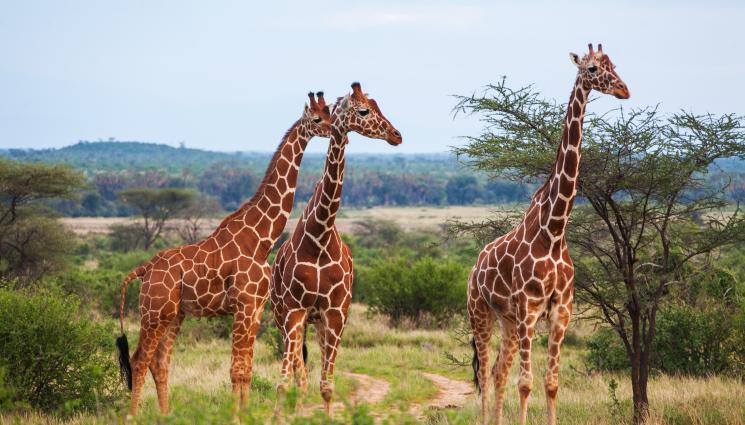 жирафи - 4 жирафа идват в наше село за атракция в къща за гости