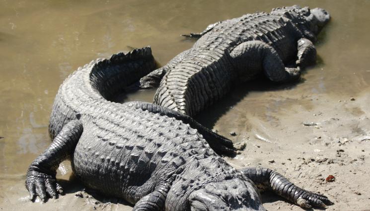 алигатор - НОВА ОПАСНОСТ: Алигатор уби жена във Флорида