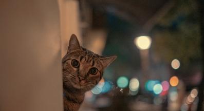 котка през нощта