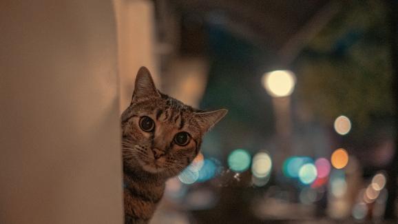 Мяукането на котките през нощта в различните етапи от живота