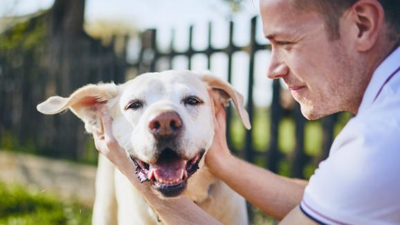 10 знака, че кучето ви е щастливо