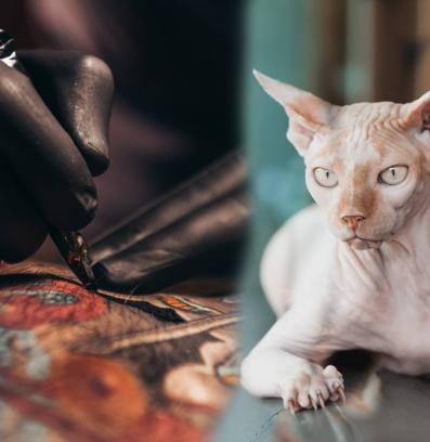 татуирана котка