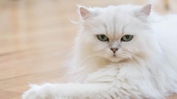 10 неща, които не знаете за Персийските котки
