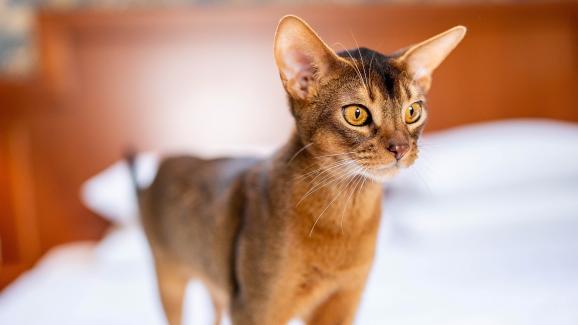 8 любопитни факта за Абисинските котки