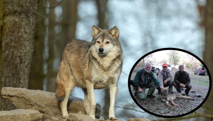 вълк - Експлозия на вълчата популация в Европа