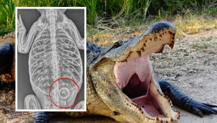 алигатор - ДОБЪР АПЕТИТ! Алигатор глътна тапа за вана