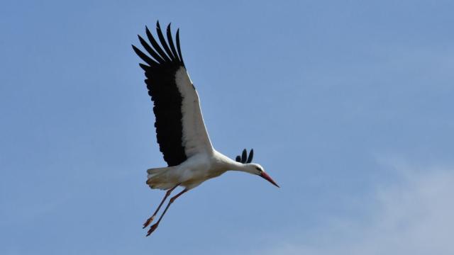Миграцията на щъркелите: Колко километра прелитат, за да стигнат до България?