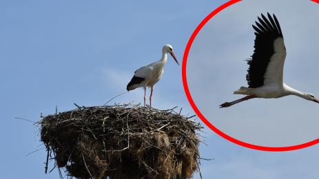 щъркел подкрепа