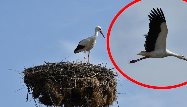 щъркел подкрепа